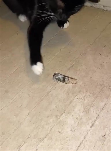 2.8K views · 66 reactions | Interesting reaction of cats to sound 藍 | Cat lover's | Facebook