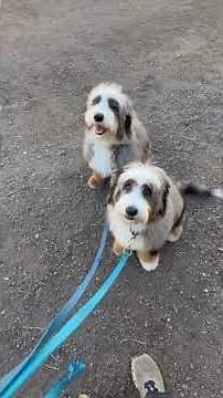 BERNEDOODLE: THE GIANT PLUSH TOY THAT WINS HEARTS