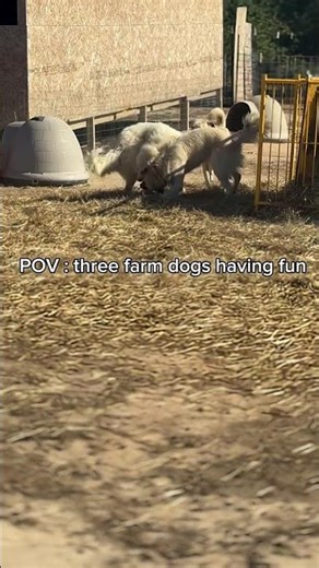 Farm Dogs Frolic: Epic Playtime Adventures in the Countryside #FarmLife #DogFun