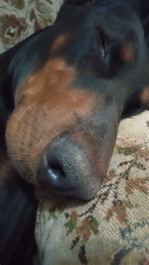 ASMR Doberman — Relaxing Nose Close-Up, Breathing & Snoring Sleep Sounds