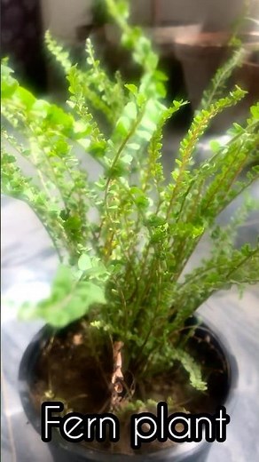 Fern Plant | Plant care with sahar | care and information
