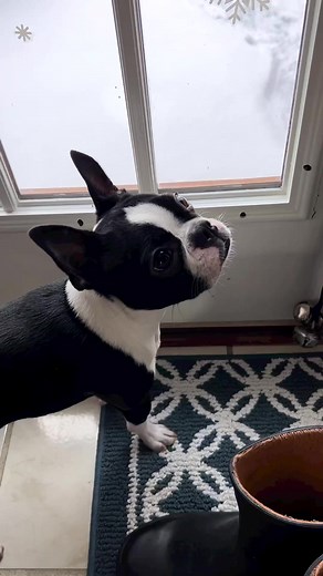 16K views · 659 reactions | We Love Boston Terriers on Reels | Facebook