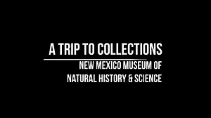 20 reactions | Earth Science Week continues with a tour of the museum's Collections Building where our extensive catalog of fossils are kept. Get an up-close view of our very own New Mexico sauropod dinosaur, the Seismosaurus! Today is also National Fossil Day!: https://www.nps.gov/subjects/fossilday/index.htm​ #EarthScienceWeek | New Mexico Museum of Natural History & Science | Facebook