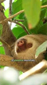 Xenarthra: Armadillos, Sloths and Anteaters