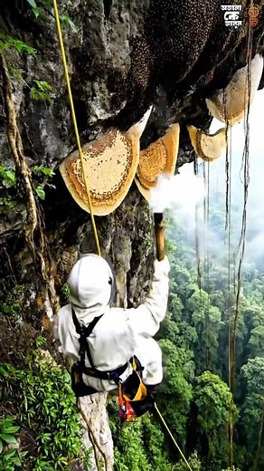 Elvish Honey: The World’s Rarest Honey Worth Over $10,000 Per Kg | Turkey’s Black Sea Secret
