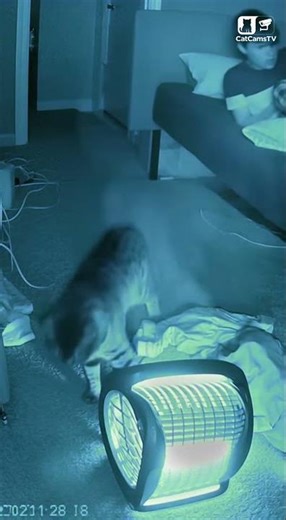 Cat's Heat Detection Saves Home From Electrical Fire | Night Vision Heater Rescue 🐾🔥 #Shorts