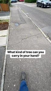 What kind of tree is it…? 🤣 | The D Family Riddles Games and Hacks