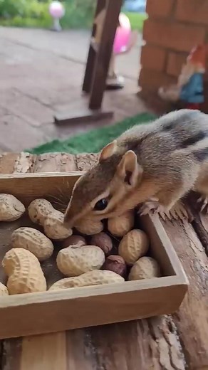 347K views · 4K reactions | Trying to take as many peanuts as possible cute chipmunk #fb #reels | budgies Parrots Bajri | Facebook
