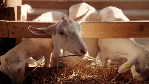 LP farmers battle foot rot in goats amid heavy rains - SABC News - Breaking news, special reports, world, business, sport coverage of all South African current events. Africa's news leader.