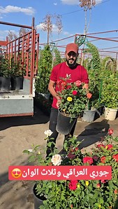 ‎عابد فلور‎ on Instagram‎: "الجوري العراقي وثلاث الوان بمشتل عابد فلور الموقع بغداد حي الجهاد بالرفاق #العراق #بغداد #نباتات_داخلية #نباتات #نباتات_زينة #نباتات_زينة #كربلاء #العراق🇮🇶 #نجف #نباتات_ظل #بغداد_العراق #بغداديات"‎