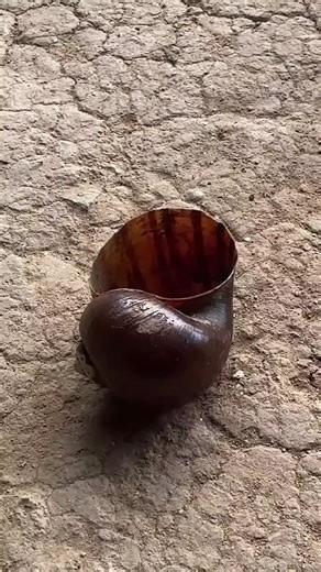 Casting Aluminum from Snail Shells at Home