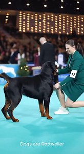 Big paws. Big presence. Big WINNER 🐶🔥🏆 #Rottweiler #DogShow #RottieLove #BigDogEnergy #DogsOfInstagram #PetViral #DogLovers #RottweilerLife #ShowDog #PetReels #RottiePower #DogCompetition #USApetlovers #FurryFriends #RottweilerPride #EpicPets #PetEntertainment #DogExcellence #RottweilerFan #InstaDogs #RottweilerShow | Dogs are Rottweiler