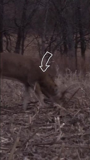 Ultimate Mule Deer Bow Hunting Adventure in the Wild! 🌲🏹MuleDeerHunting #DeerHuntingUSA #BowHunting