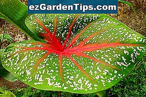 Cuidado del Caladium al aire libre 🌱 Tips Jardineros - Es.ezGardenTips.com