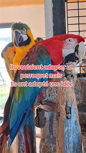 1.1K views · 734 reactions | Un perroquet crie beaucoup lorsque tous ses besoins ne sont pas respectés #perroquet #bienetreanimal #meilleurevie #comportementperroquet | Sandrine Floc'h | Facebook