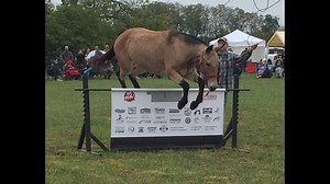 Pea Ridge Mule Jump Draws Large Crowd For 30th Year