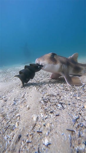 97K views · 350 reactions | A Crested Horn Shark, caught red handed,...