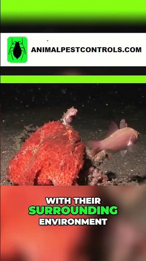 Secretive and Deadly - The World of Frogfish Predators