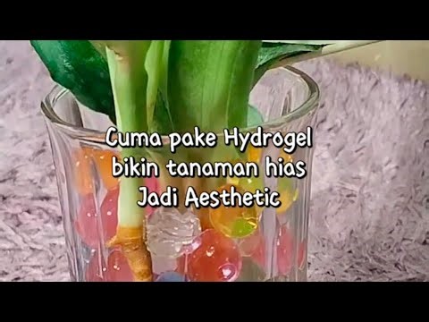 EMAK-EMAK BELAJAR NGONTEN, REVIEW HYDROGEL RAINBOW, MEDIA TANAMAN@workplant.id‪@zoyaaurora209‬
