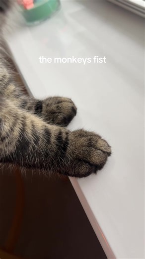 A very cute monkey!!! #cutecat #tabbycat #catsoftiktok #funnycats #fyp 🏷️ kitten cat therapy silly cat tabby cat spicy cat zoomies cattok meow cat mom pets of tiktok