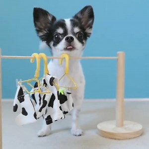 Doing chores is this dog's favourite thing to do 🐶😂 | MetDaan Animals