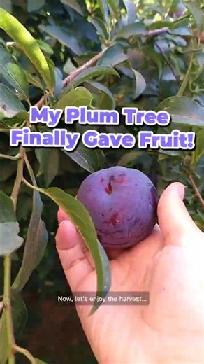 My Plum Tree Finally Gave Fruit! #fruit #prunes #plum