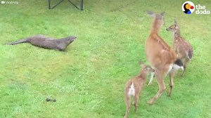 Watch what this otter does once he gets to know a deer family ❤️ | The Dodo