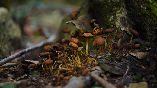 How Are Fungi Different From Plants? | Britannica