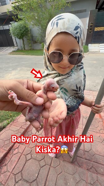 Baby Parrot Akhir Hai Kiska?😱 #babyparrot #parrotbaby #parrot #pets #shorts