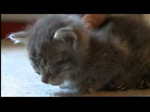 Viewers outraged by kitten's abused