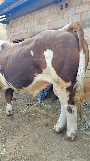 Daily life diary of a rural cattle farmer #16