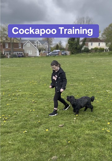 Cockapoo Training Tips for Successful Puppy Development