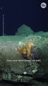 Urchins, corals, sponges and more! Researchers say they discovered more than 100 new species during deep-sea exploration. | USA TODAY