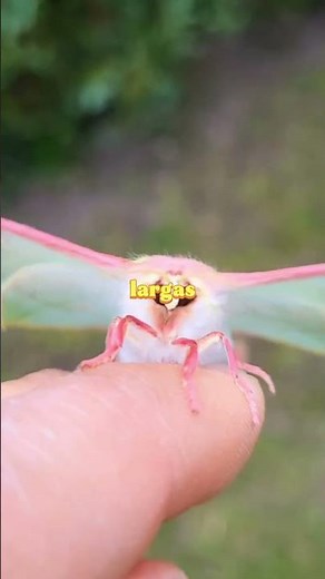 TOP 3 STRANGEST INSECTS IN THE WORLD 🐛🦋