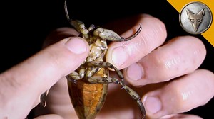 303K views · 1K reactions | I found another GIANT WATER #BUG in Costa Rica! #bravewilderness | Coyote Peterson | Facebook