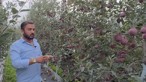 270K views · 6.9K reactions | Rootstock M9 and Seedling plant Difference | AVO Fruit Tree Nursery | Facebook