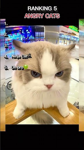 LOUDEST Angry Cat Meow! 😱 SOUND ON! #CatMeow #angrycat #catshorts