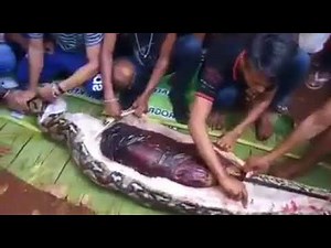 VIDEO: 23-Foot-Long Python Swallows Indonesian Woman