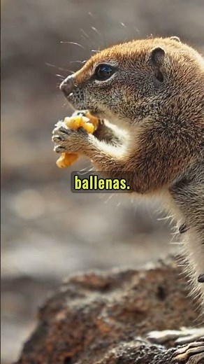 What are viviparous animals?