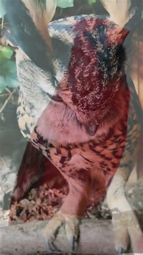 Different birds sounds #birds #differentbirds #beautifulbirds #virelvideo