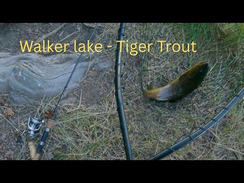 Nature's Playground: Hiking Walker Lake Trail & Landing Tiger Trout