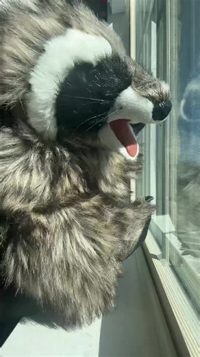 Raccoons Dance to Kung Fu Fighting Song