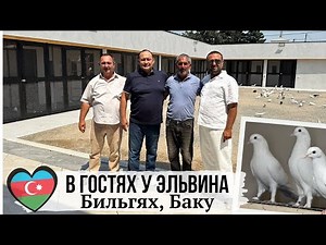 AT THE LEVEL ⭐️ Baku Old Breed High-Flying Pigeons by Haji Elvin | Bilgah, Baku, Azerbaijan