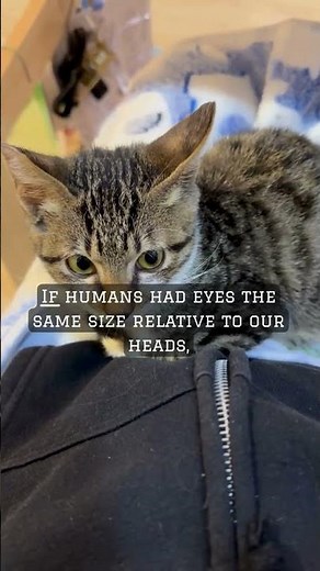 Cats Have the Largest Eyes in the Mammal World (Relative to Size)