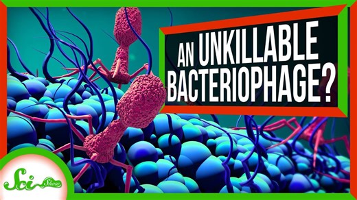 The virtually-unkillable virus that makes itself a nucleus