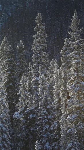 Happy Halloween 🎃 🐦‍⬛ 🦉 🕷️ | Nature Labs