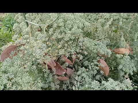 What does a caraway seed plant look like? | caraway plant seeding 2020