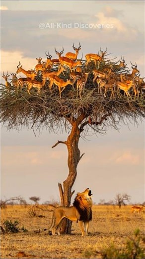 Prey hiding from the Lion! #lion #viral #shortvideo #wildlife