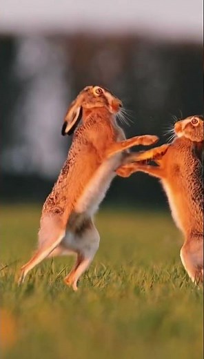 Two Hares Boxing — Nature's MMA Fight