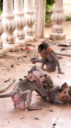 #shortvideo Cute little macaques are playing together